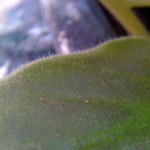 iphone-macro-1.jpeg