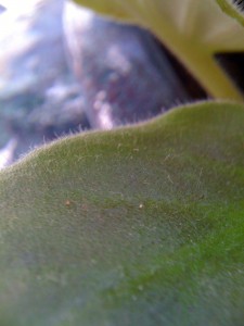 iphone-macro-1.jpeg